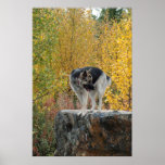 German Shepherd on a Rock Posters