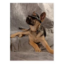 german shepherd postcards