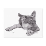 German Shepherd Postcard