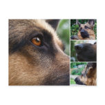 German Shepherd Postcard postcards