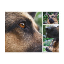 German Shepherd Postcard