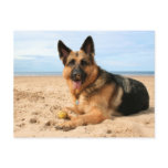 German Shepherd Postcard postcards