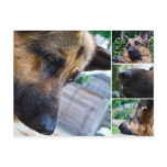 German Shepherd Postcard postcards