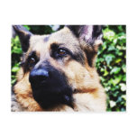 German Shepherd Postcard