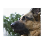 German Shepherd Postcard