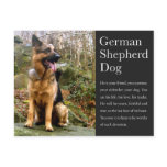 German Shepherd Postcard
