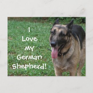 German Shepherd postcard