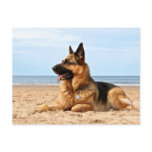 German Shepherd Postcard postcards