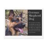 German Shepherd Postcard postcards