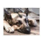German Shepherd postcards