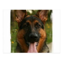 German Shepherd Postcard