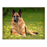 German Shepherd Postcard