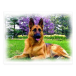 German Shepherd Postcards