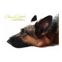 German Shepherd Poster posters