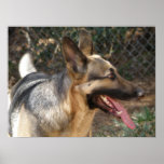 German Shepherd Poster