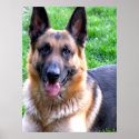German Shepherd Poster