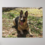 German Shepherd Poster