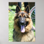 German Shepherd poster posters