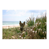 German Shepherd Poster Beachgrass posters