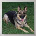German Shepherd Print