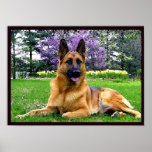 German-Shepherd Print