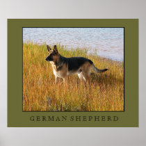 German Shepherd Print