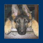 German Shepherd Pup Magnet magnets