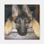 German Shepherd Pup Magnet