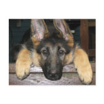German Shepherd Pup Postcard
