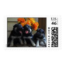 German Shepherd Puppies Stamp