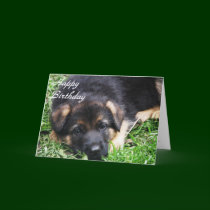 German Shepherd Puppy - Birthday card