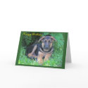 German Shepherd puppy Birthday card