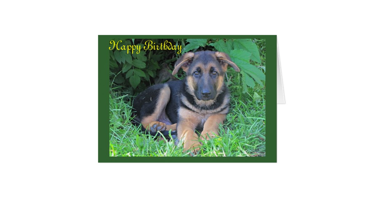 German Shepherd puppy Birthday card Zazzle
