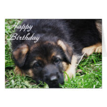 German Shepherd Puppy - Birthday card