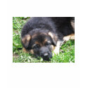German Shepherd puppy - Dog shirt