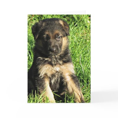 German Shepherd puppy Greeting card by mmersdesign