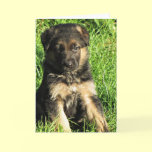 German Shepherd puppy Greeting card