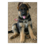 German Shepherd Puppy Greeting Card cards