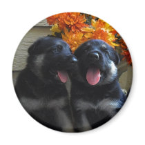 German Shepherd Puppy Magnets by KELLBELL535 German Shepherd Puppy Magnets