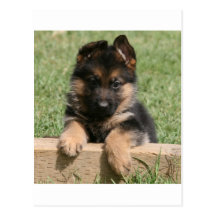 German Shepherd Puppy Post Cards