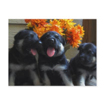 German Shepherd Puppy Postcard by KELLBELL535 German Shepherd Puppy Postcard