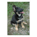 German Shepherd Puppy Poster posters