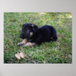 German Shepherd Puppy Poster