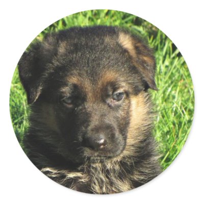 German Shepherd puppy stickers by mmersdesign