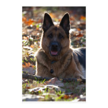 German Shepherd Stationery