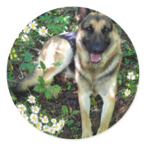 German Shepherd Sticker