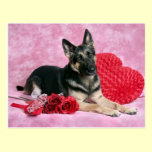 German Shepherd Valentine postcards