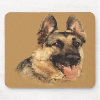 handsome german shepherd