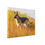 German Shepherd Wrapped Canvas Print