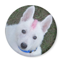 German Shepherd's Always Look Tough magnets